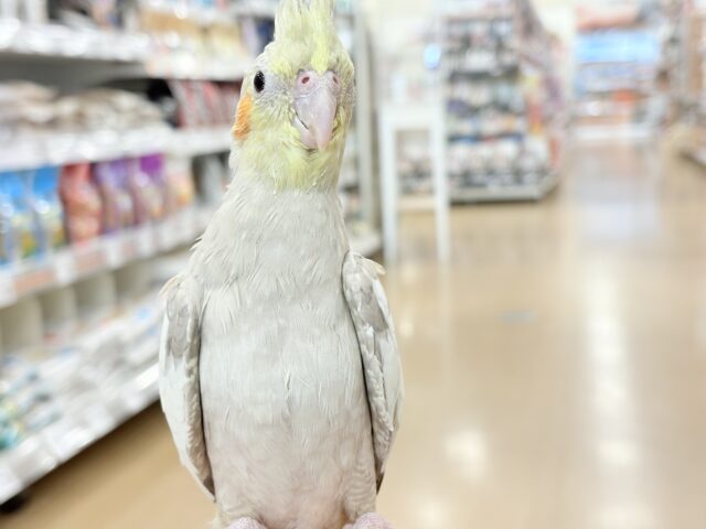 オカメインコ