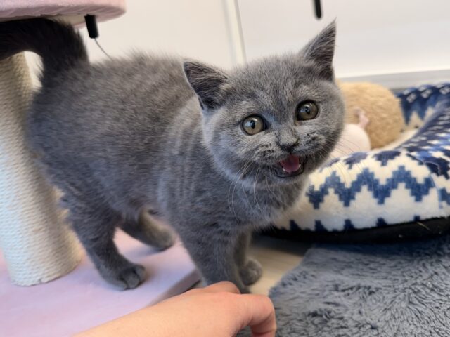 ブリティッシュショートヘア