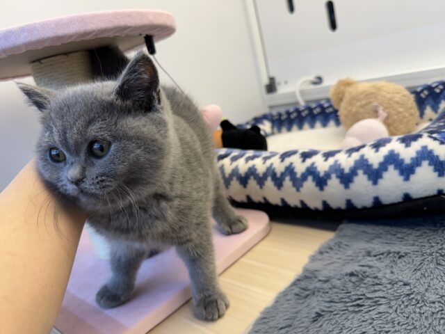 ブリティッシュショートヘア