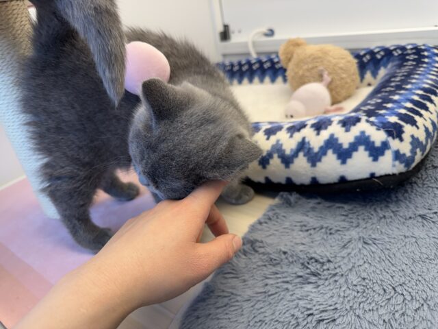 ブリティッシュショートヘア