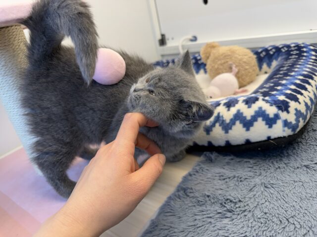 ブリティッシュショートヘア