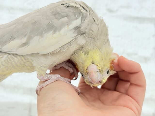 オカメインコ