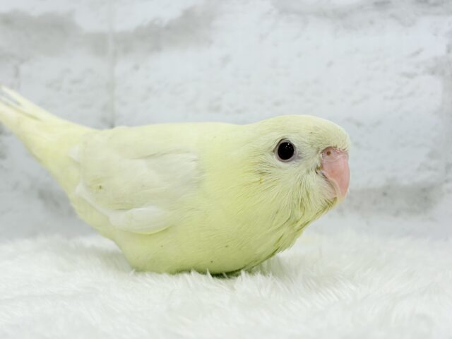 サザナミインコ