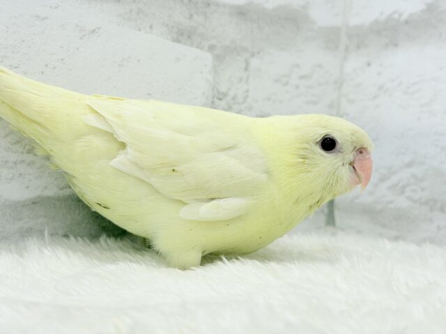 サザナミインコ