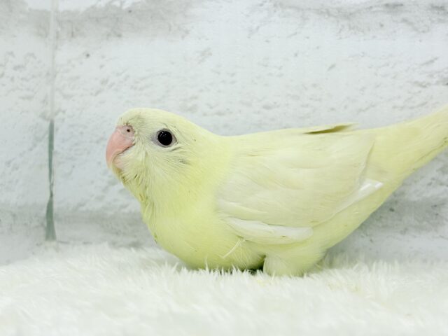 サザナミインコ