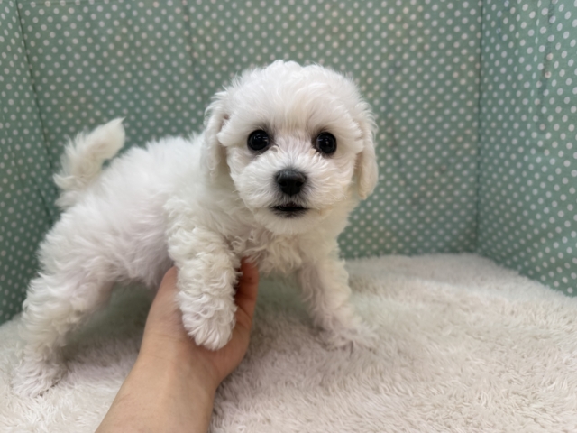 ビションフリーゼ