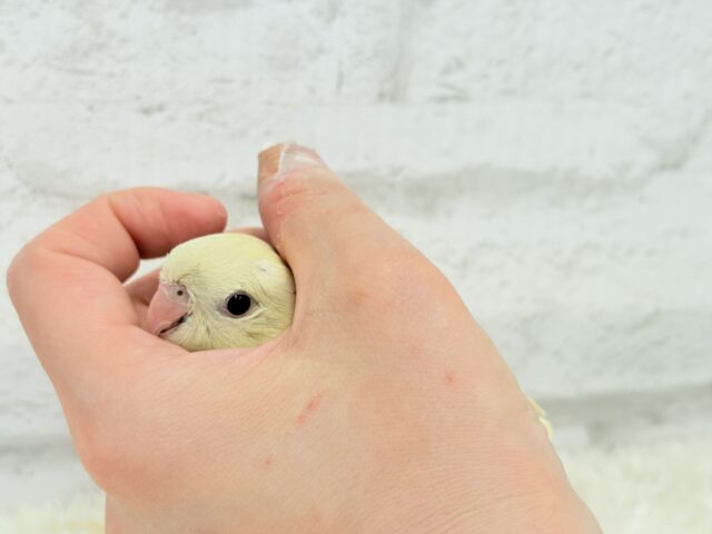 サザナミインコ