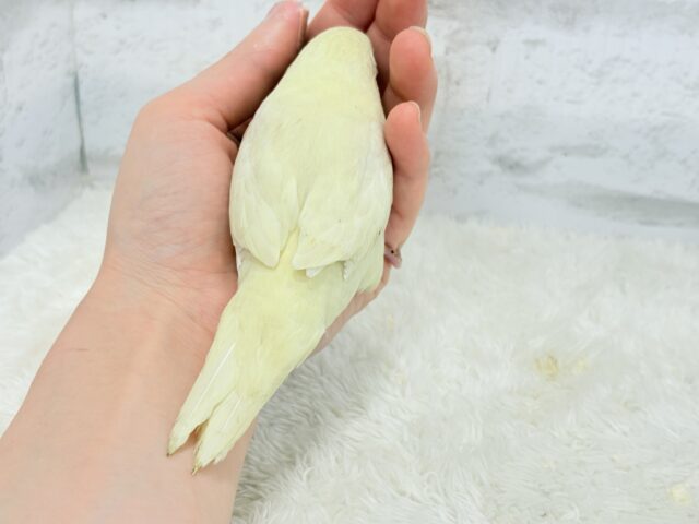 サザナミインコ