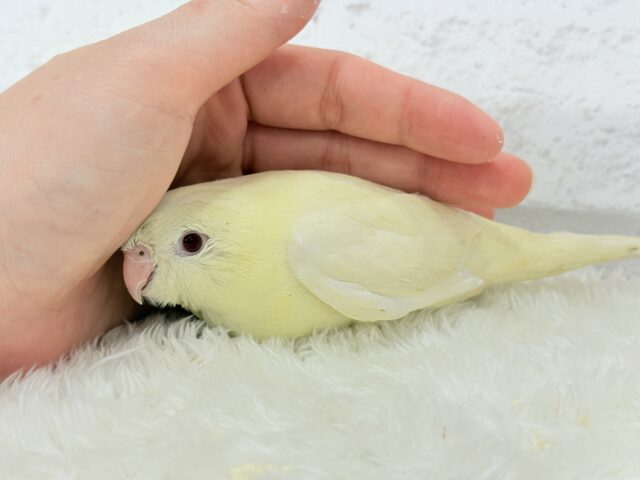 サザナミインコ