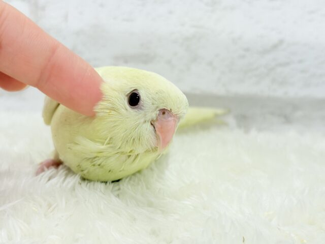 サザナミインコ