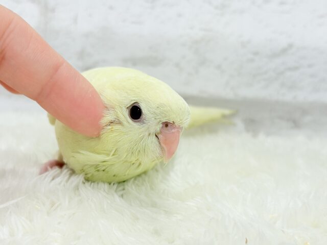 サザナミインコ