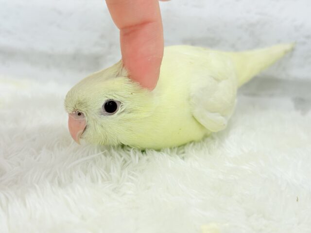 サザナミインコ