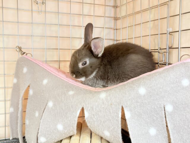 ネザーランドドワーフ