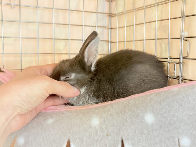 ネザーランドドワーフ