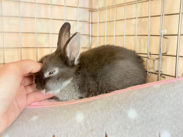 ネザーランドドワーフ