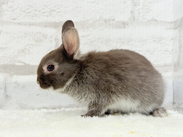 ネザーランドドワーフ