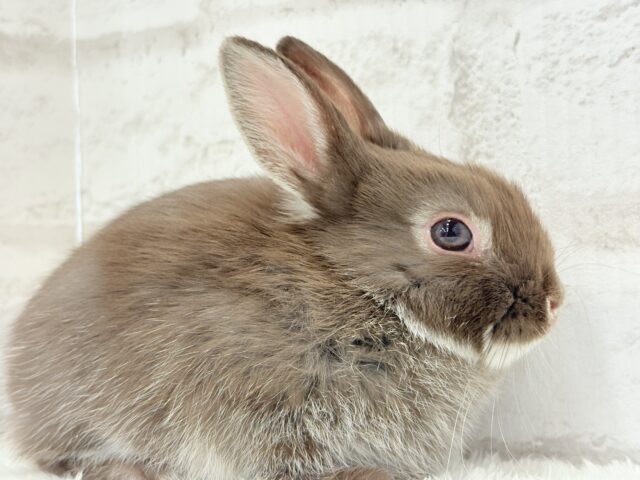 ネザーランドドワーフ