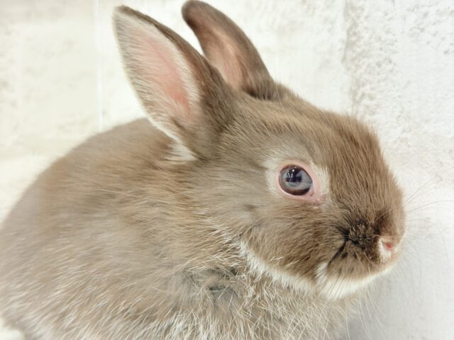 ネザーランドドワーフ