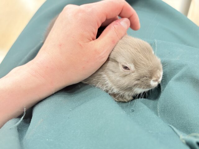 ネザーランドドワーフ