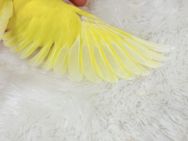 コザクラインコ（小桜インコ）