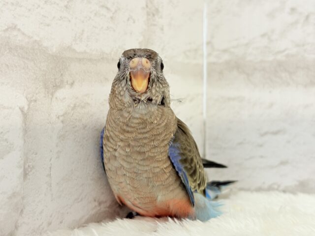 アキクサインコ（秋草インコ）