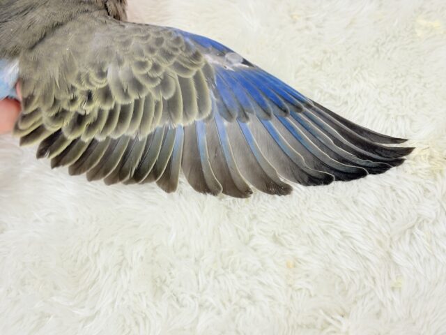 アキクサインコ（秋草インコ）