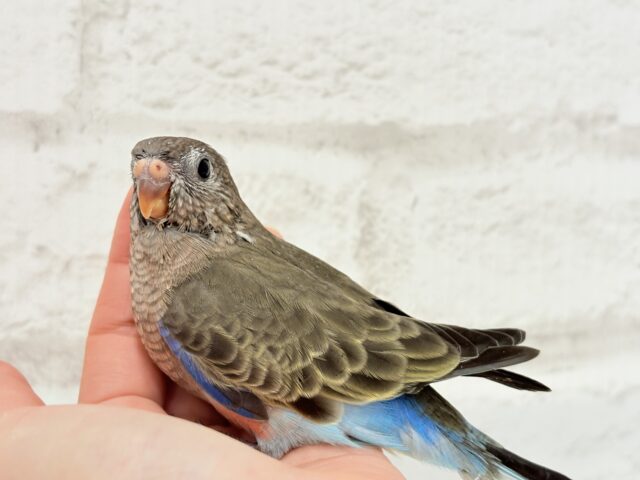 アキクサインコ（秋草インコ）