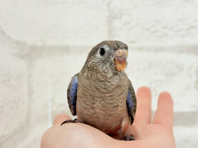 アキクサインコ（秋草インコ）