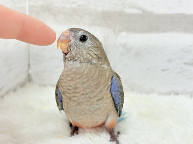 アキクサインコ（秋草インコ）