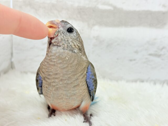 アキクサインコ（秋草インコ）