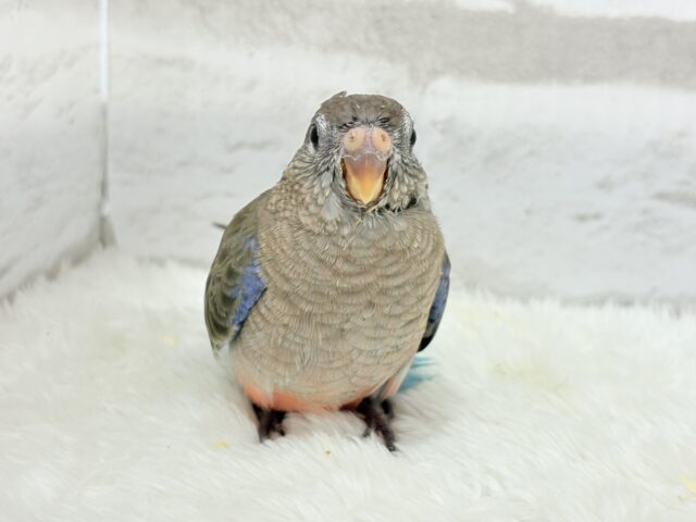 アキクサインコ（秋草インコ）