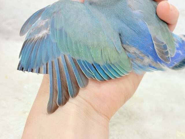 コザクラインコ（小桜インコ）