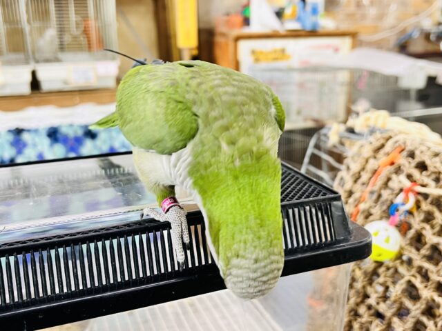 オキナインコ