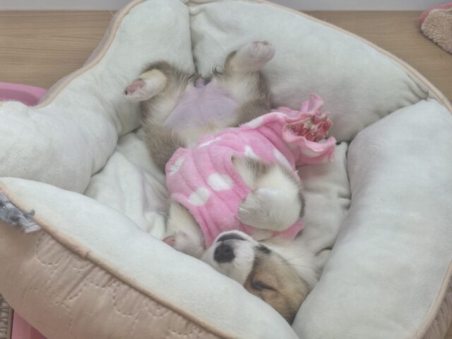 ウェルシュコーギー・ペンブローグ