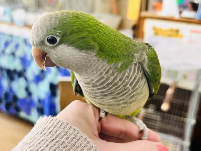オキナインコ