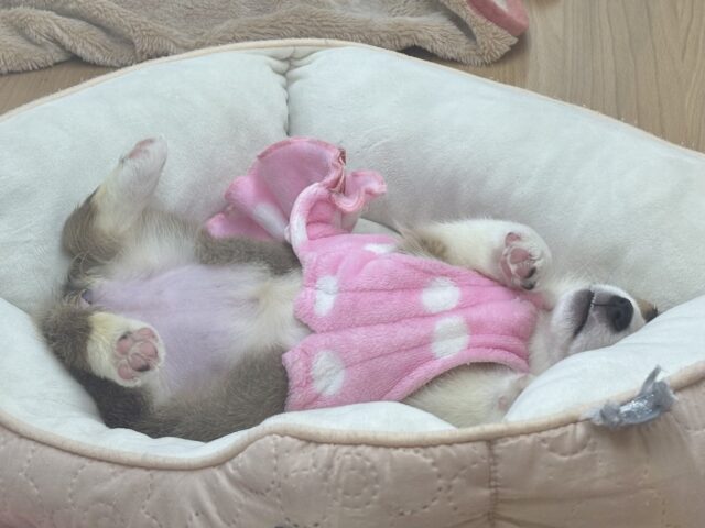 ウェルシュコーギー・ペンブローグ