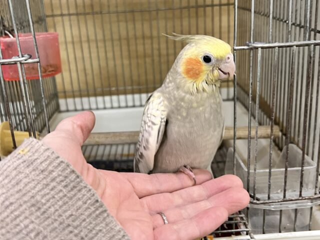 オカメインコ