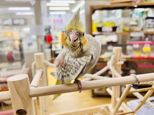 オカメインコ
