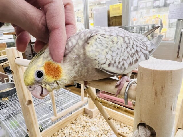 オカメインコ