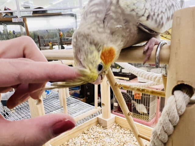 オカメインコ
