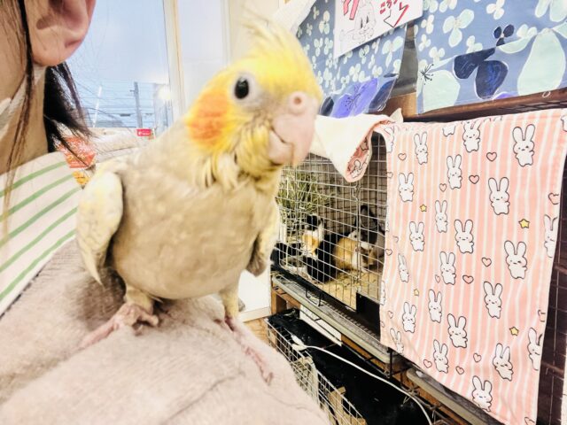 オカメインコ