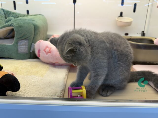 ブリティッシュショートヘア