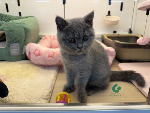 ブリティッシュショートヘア