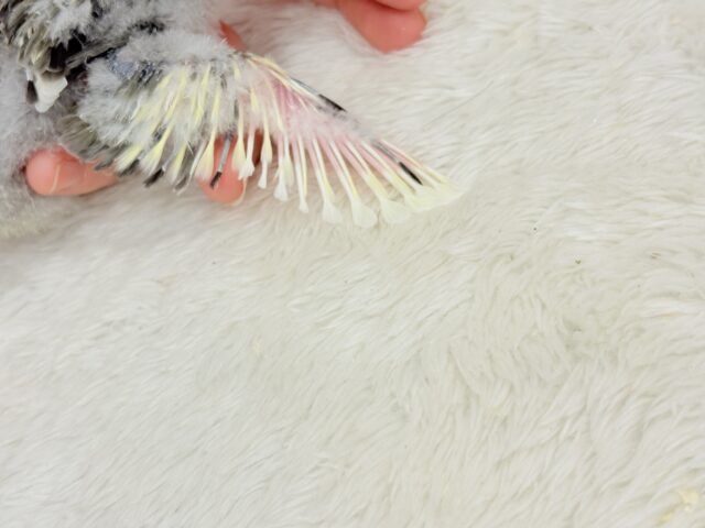 コザクラインコ（小桜インコ）