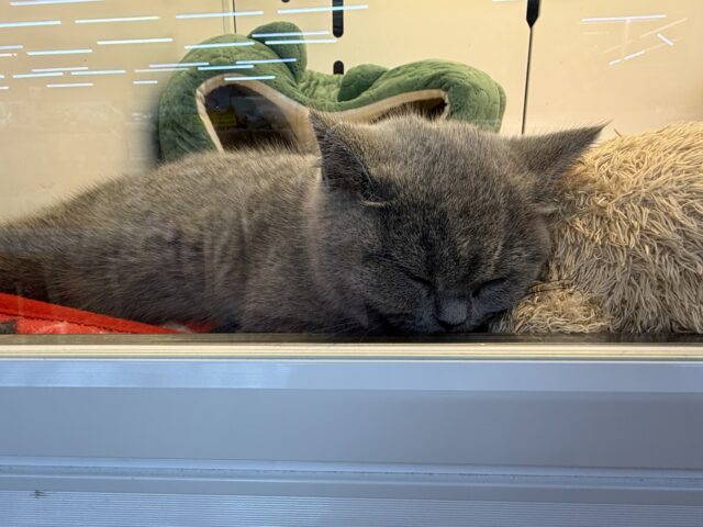 ブリティッシュショートヘア