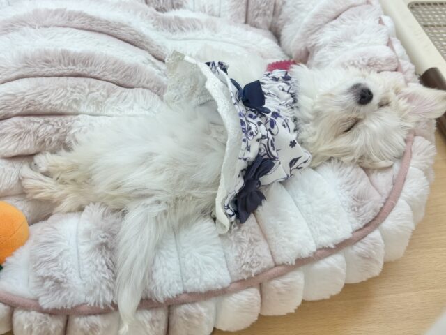 チワマル（マルチワ）