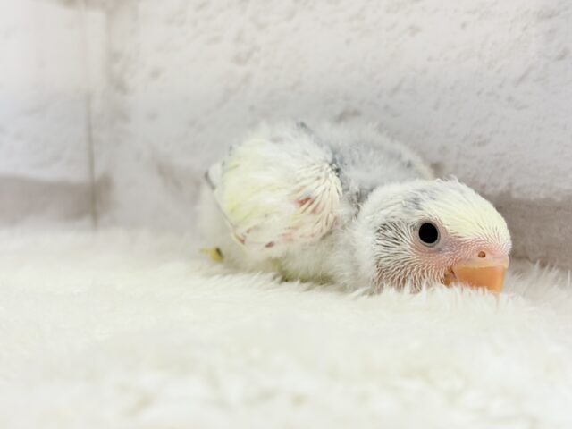 コザクラインコ（小桜インコ）