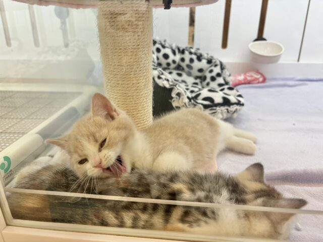 スコティッシュストレート