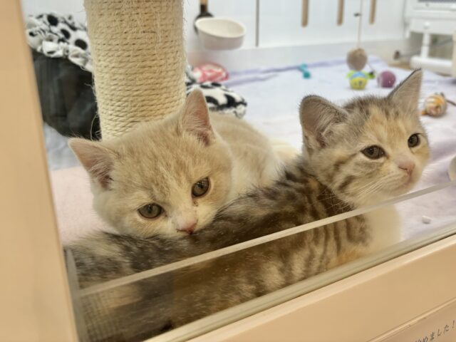 ブリティッシュショートヘア