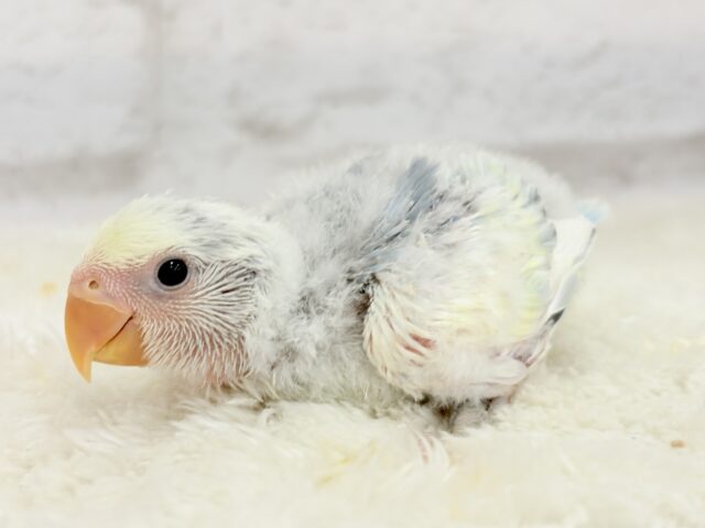 コザクラインコ（小桜インコ）